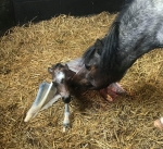 Our first Section A foal!