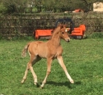 The first foal of the year is born!