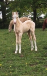 First foal born!