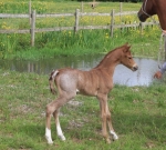 Foal number 4! 