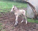 The first foal is born!