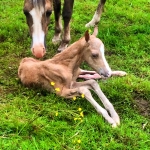Two foals in one day!!!!