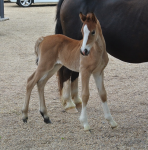 The third foal is born!