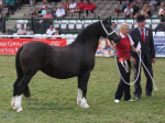 The Royal Welsh Show