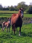 Ringside Foal Ringside Foal