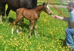 Our Last foal