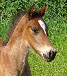 Ringside Galileo Ringside Galileo