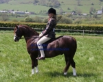 Welsh Pony and Cob Performance Show